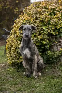 Irish Wolfhound - Bìborka