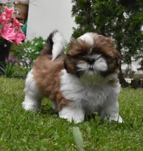 Shih Tzu - Benjamin