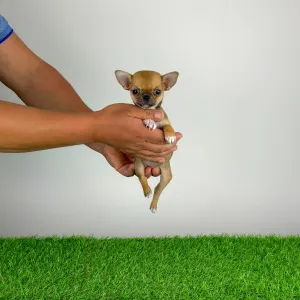 Chihuahua - Birdy