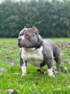 Amerikai Bully - Pocket - M. Platinum Dogs