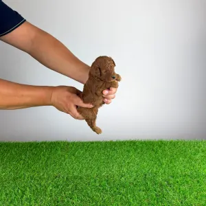 Pudel Toy - Zoci