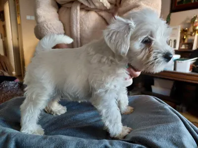 Miniature Schnauzer - White Zephyr