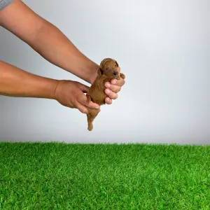 Caniche Toy - Zingo
