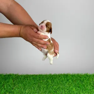 Cavalier King Charles Spaniel - Joy