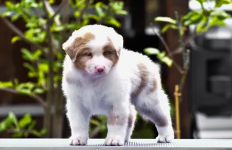 Австралийская овчарка - Winstead Petals From Mayfair