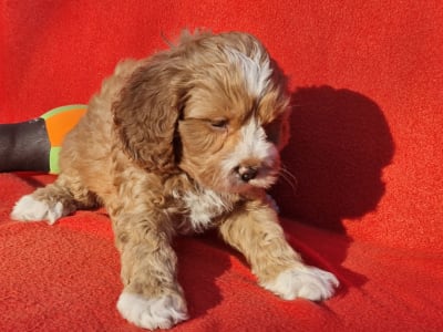 Cavapoo - Chanel