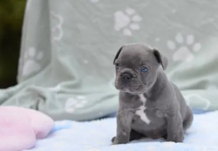 Francouzský buldoček - Monty