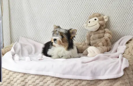 Biewer Terrier - Raven Orient 