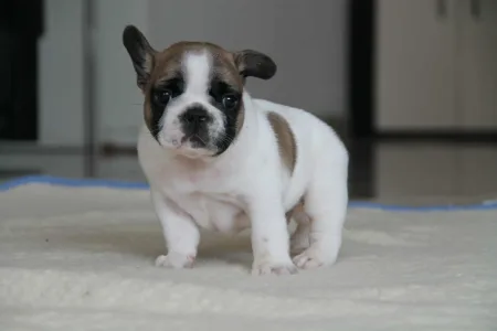 Bulldog francez - Freddy