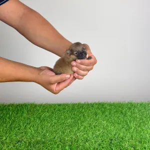 Pomeranian - Roni