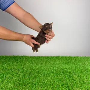 Yorkshire Terrier - Livius