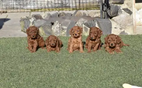 Pudeli de jucarie si pitici - Bravados D