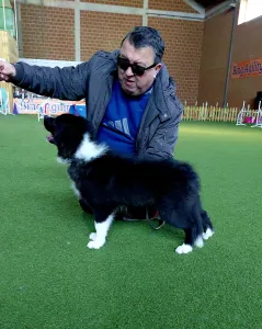 Border Collie - Talisman