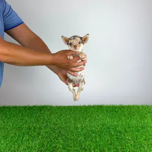 Chihuahua - Flora