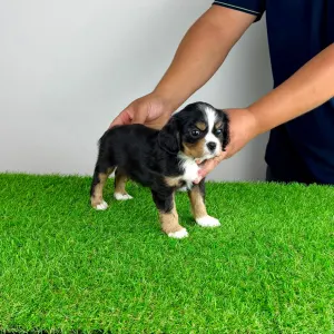 Cavalier King Charles Spaniel - Veritas