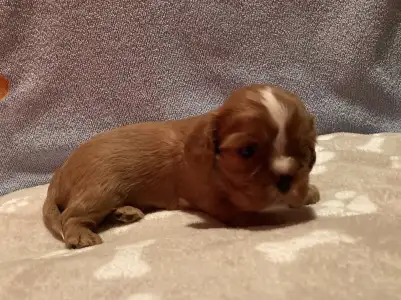 Cavalier King Charles Spaniel - Dancy