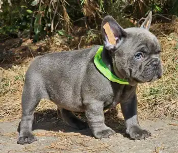 French Bulldog - Sky 