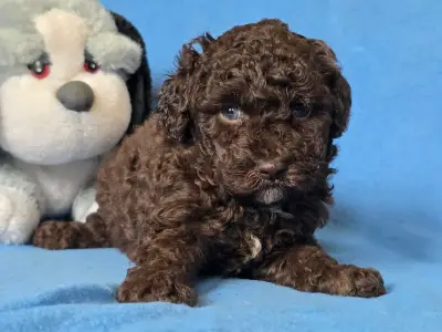 Cavapoo - Truffle