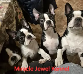 Boston Terrier - Miracle Jewel 