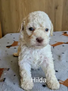 Lagotto Romanjolo - Ürömi Szarvasgombász Hilda