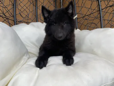 Chien de Berger Belge - Gerőcsvári Black Diamond Hanna