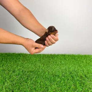 Yorkshire Terrier - Landro