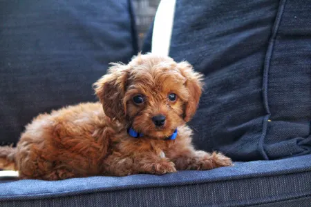 Cavapoo - Bruno