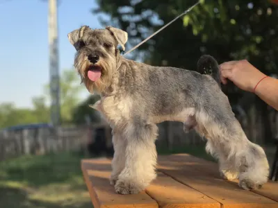Zwergschnauzer - Kicsijo