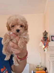 Maltipoo - Maltipoo M