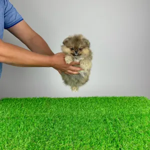 German Pomeranian Spitz - Frida