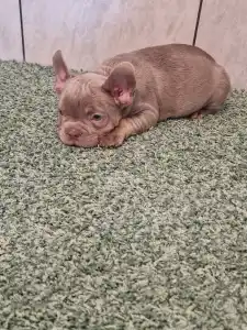 Französische Bulldogge - French Bulldog Isabella Boys