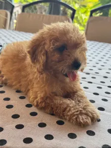 Poodle Toy - Fahéj