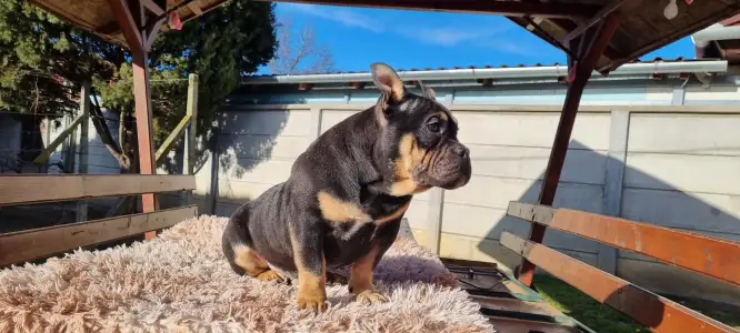 Amerikai Bully - Pocket - Bagira