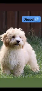 Maltipoo - Diesel
