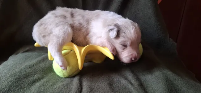 Border Collie - Fióna
