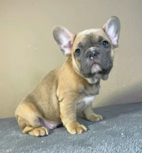French Bulldog - Harry