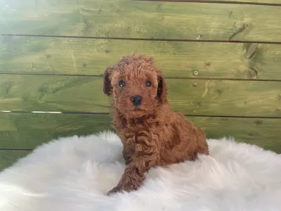 Poodle Miniature - Ruby