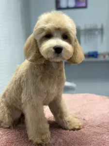 Cavapoo - Haevy