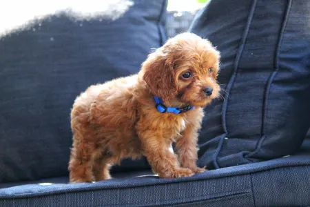 Cavapoo - Bruno
