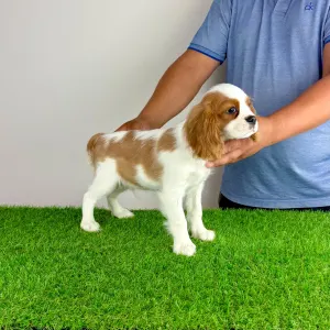 Cavalier King Charles Spaniel - Patriot