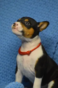 Basenji - Lucky Alien