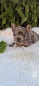 Bulldog francese - Dexter 