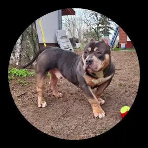 Amerikai Bully - Pocket - Captain