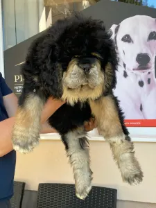 Tibetan Mastiff - Ameera