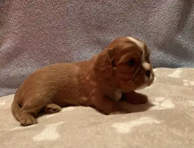 Cavalier King Charles Spaniel - Dancy