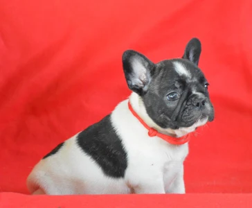 Francia bulldog - Christmas Dragons Daenerys