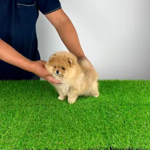 Pomeranian - Pici Bello