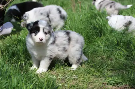 Border Collie - Starry-eyed Shepherd Dilen.