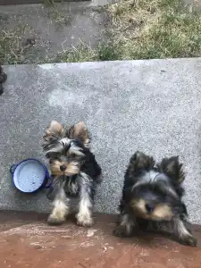 Yorkshire Terrier - Csenge