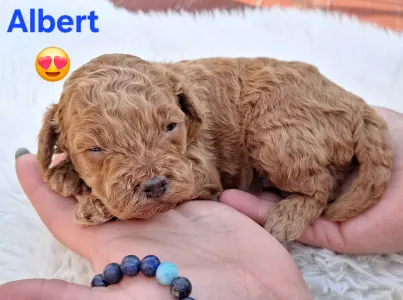 Zwergpudel - Albert